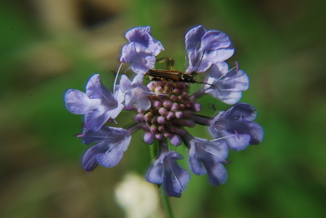Scabiosa